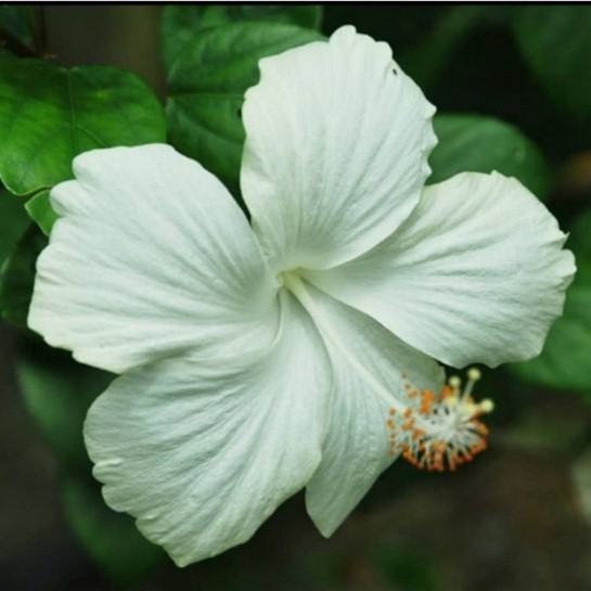 Bunga raya putih 1
