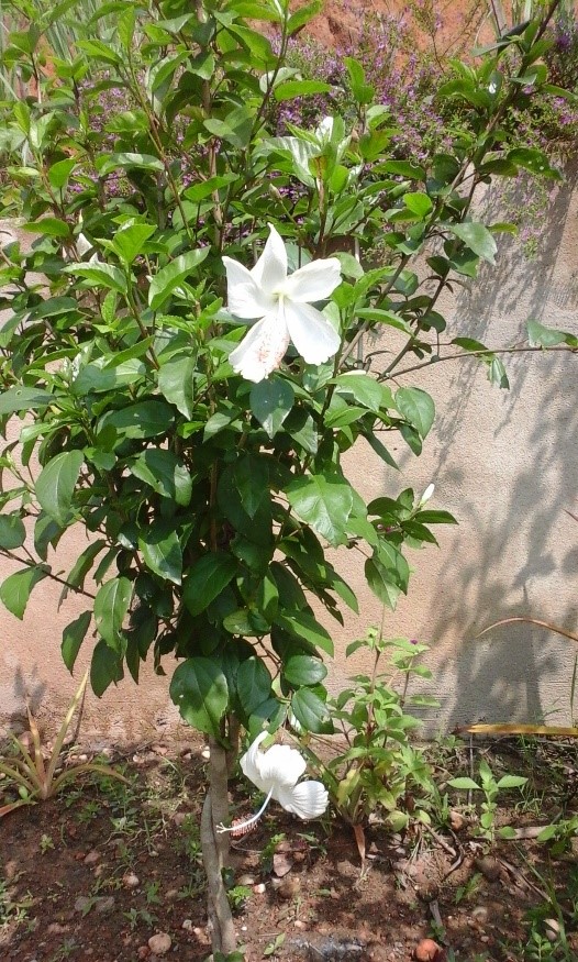 Bunga raya putih 2